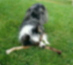 WHINNY WITH HER LITTLE BONE