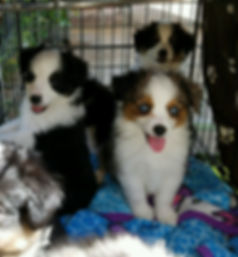 Puppypic1-Feb 21.jpeg