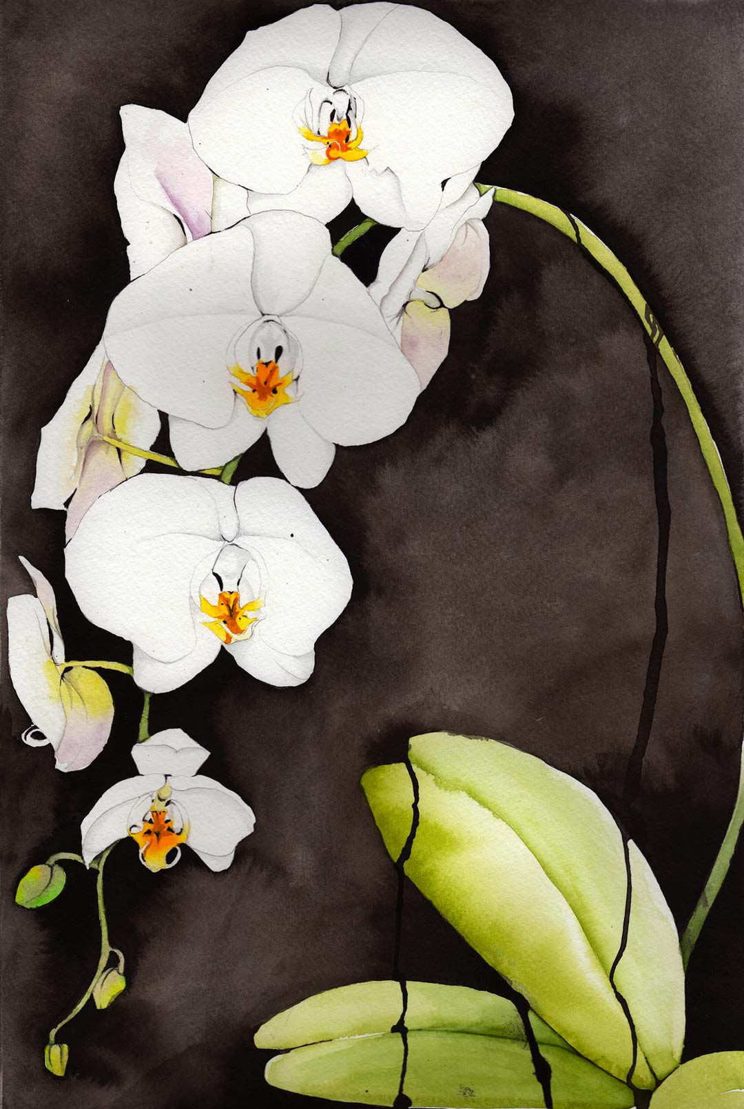 Orchids