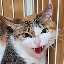  紫(むらさき) FeLV(＋) FIV(＋)  