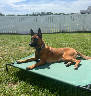 Dog undergoing board and train program at Taurus K9