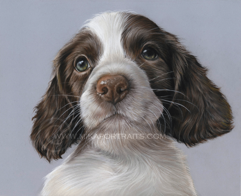 working springer spaniel puppies cute liver and white