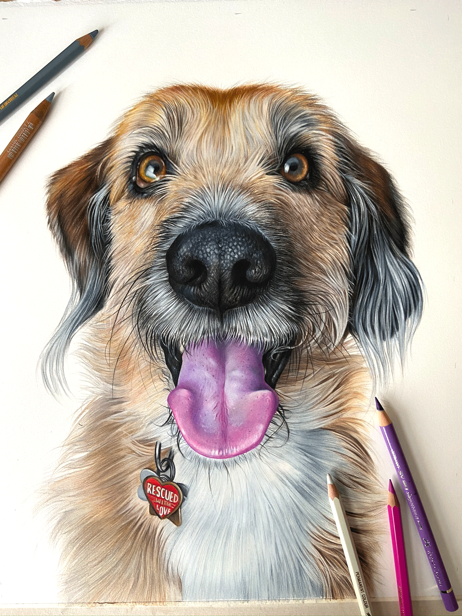 rescue mixed breed dog pet portrait original coloured pencil artwork