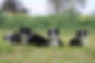 Kagee Border Collies