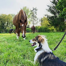 paard en lowie.jpg