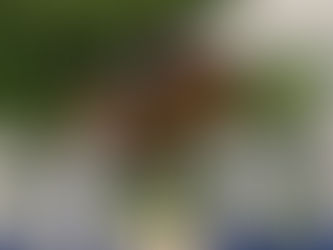 Ascalvare de Bo Z maakt de overstap naar Stephex Stables & Guery!