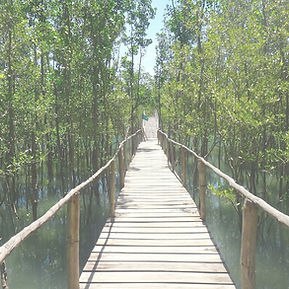 bakhawan-eco-park-and_edited.jpg