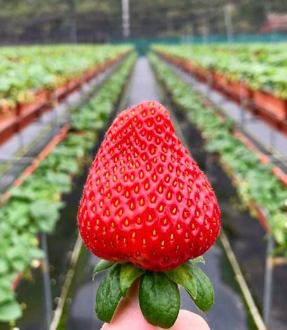 Bohol Strawberry Farm