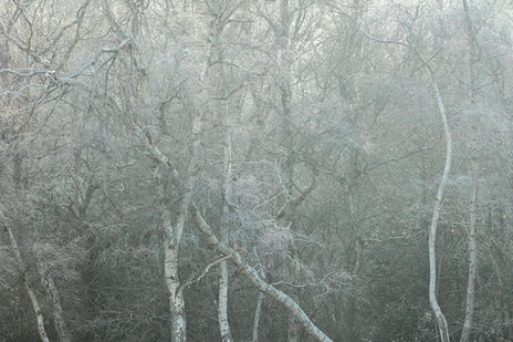 Winter Tress West Sussex