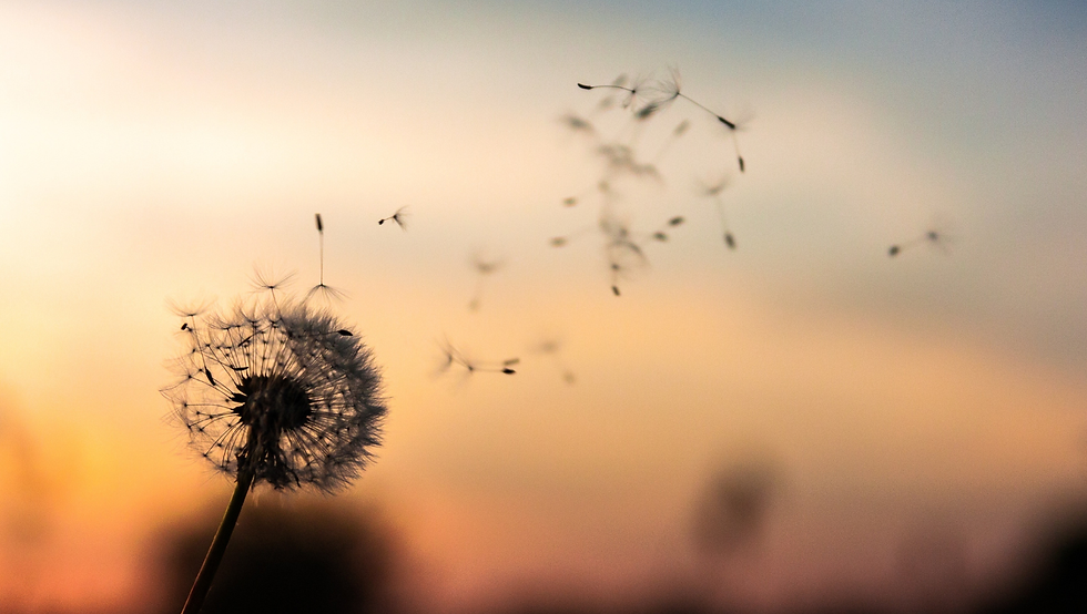 Why the Exhale Is the Part That Calms You - The Benefits of Breathwork