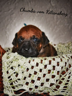 17-06-07-11-53-56-798_deco