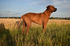 Bashiri vom Kiliansberg 2016 (2).jpg