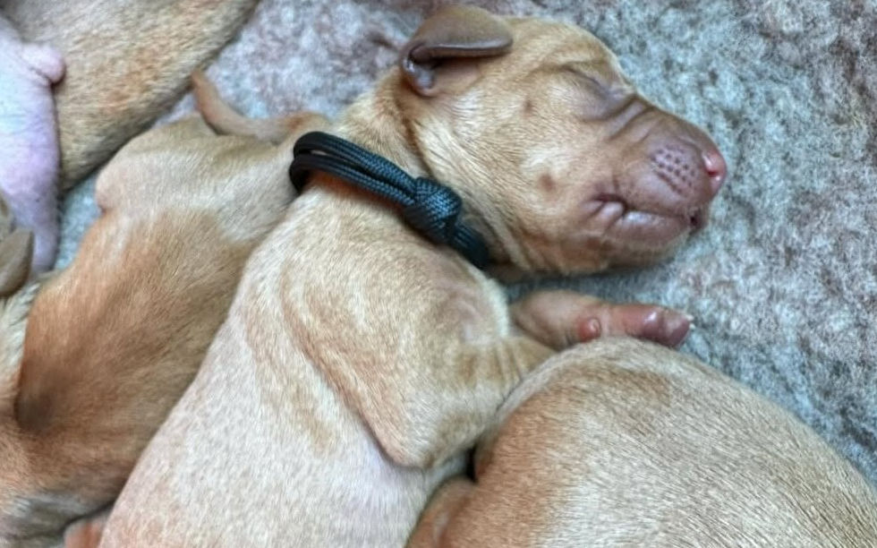 A very young Listerlo puppy sleeping