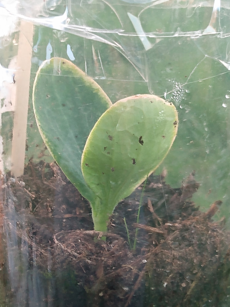 Sunshine & Seedlings