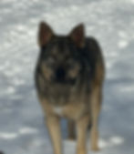 Ragnar enjoying the snow.