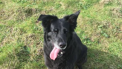 dougals doggy daycare