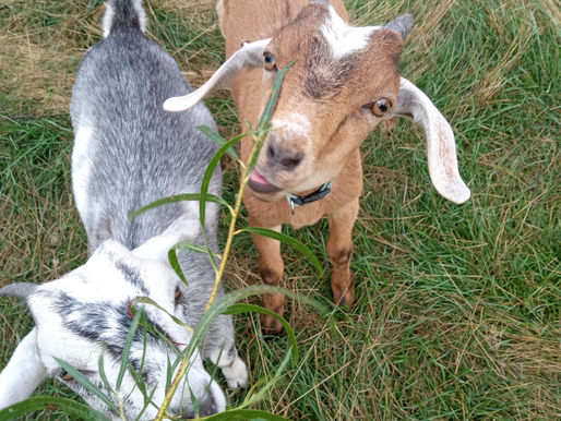 Willow Trees and Goats; a surprising connection with deep roots.