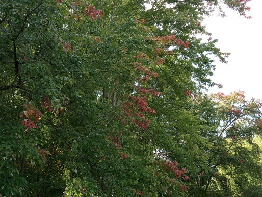 A Prelude to the Maple Syrup Symphony 