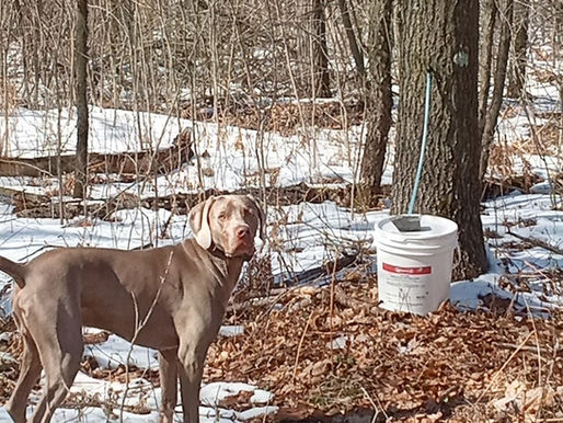 Drop lines & Sap Buckets 