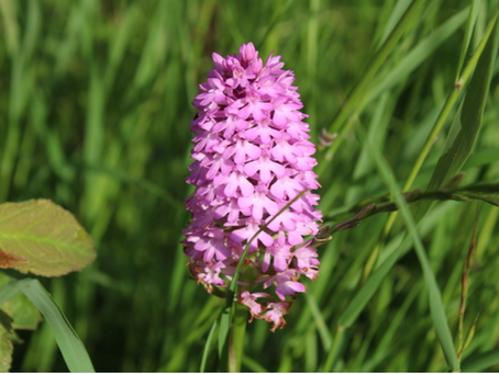 The village's new wildflower patch - interview for Warwickshire Wildlife Trust
