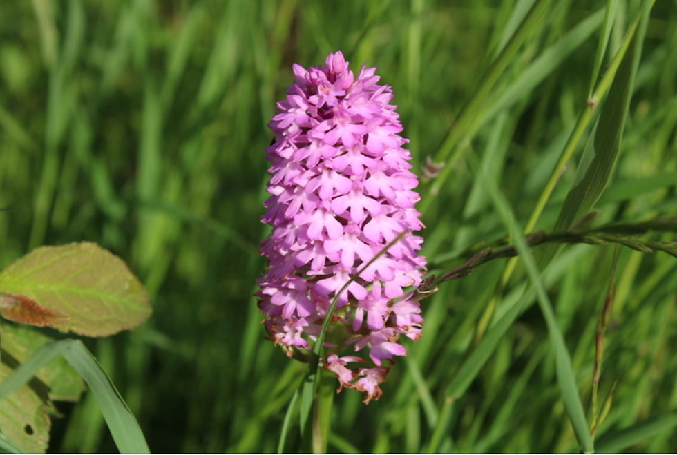A pyramidal orchid found in our meadow