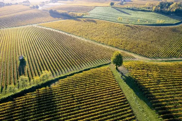 Aerial Vineyard View
