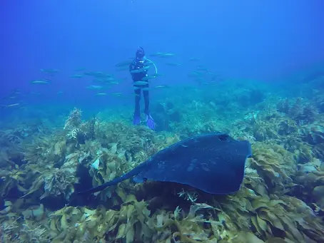 person scuba diving in New Zealand