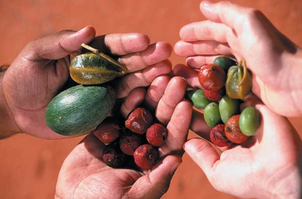 Bush Tucker fruits Australia