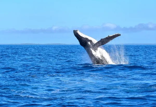 Humpback whale breaching near the coast of Rarotonga in the Cook Islands.