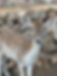 7ADF6FA0-531F-4FB4-990C-EAF955C05D10_1_102_a.jpeg