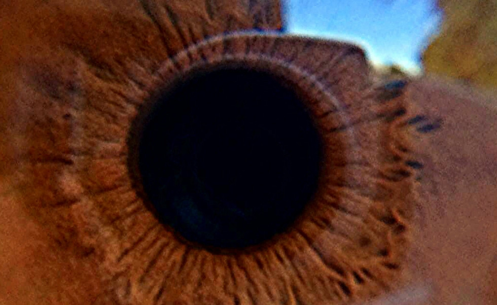 Oog