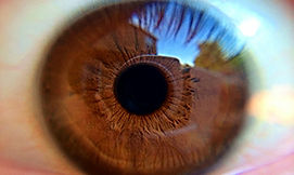 Auge