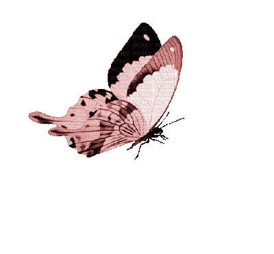 butterfly white