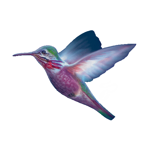 hummingbird