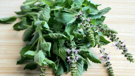 Adaptogens explained