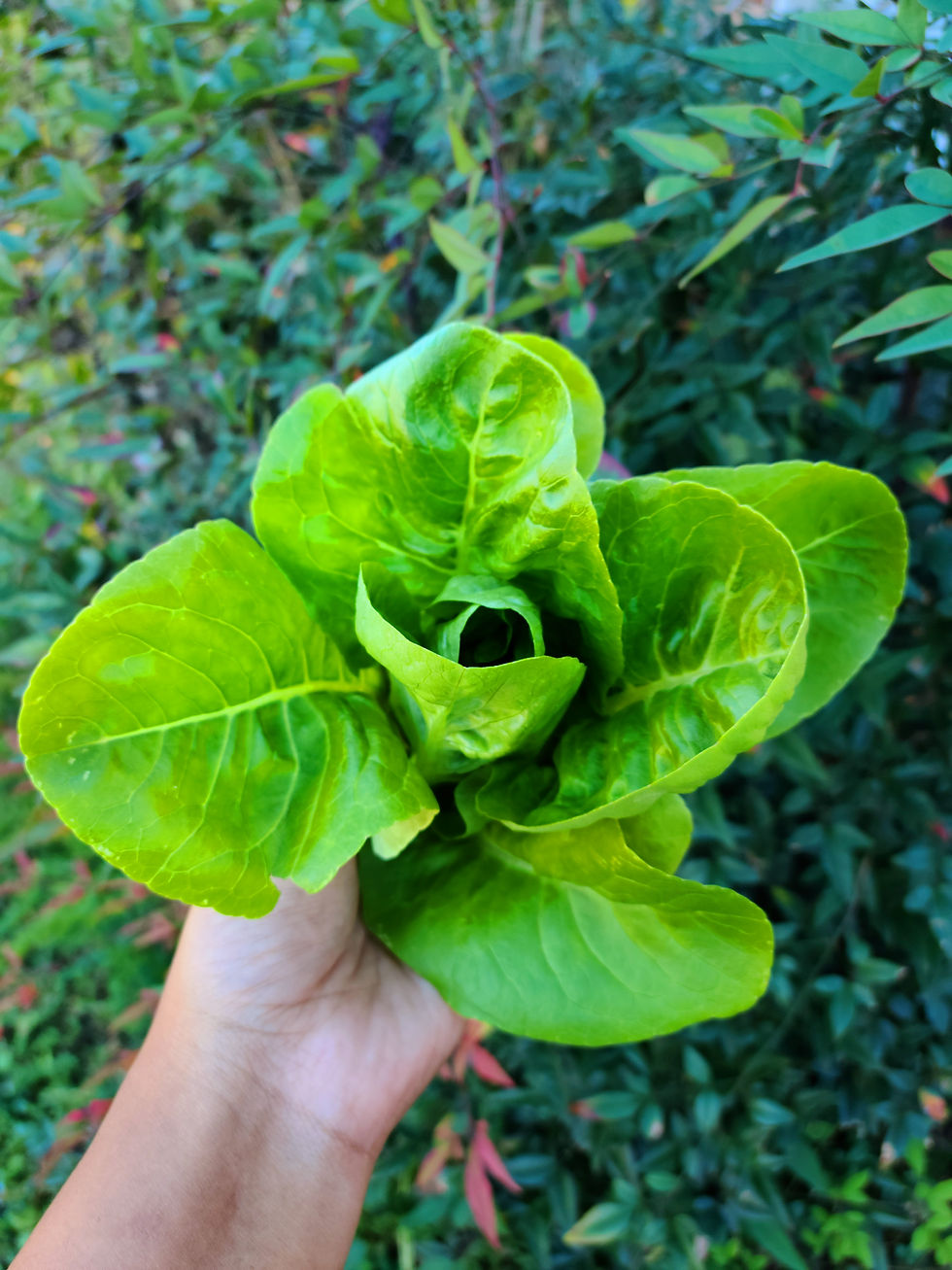 Little Gem Lettuce BackyardGardenSeeds