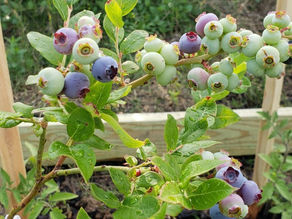 Preparing For The Spring Garden Season