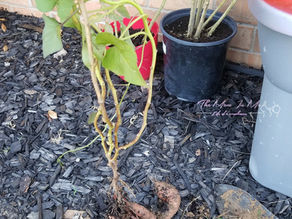 Growing Sweet Potatoes From Slips