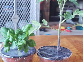 How To Ship Plants