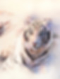 White Tiger_edited_edited.jpg