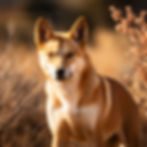 Dingo in Australia
