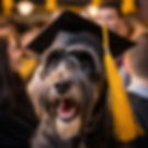 Dog Training Brisbane: Bonnies