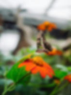Mar 2025 Pollinator Gardens, Planning,Designing and Plant Selection