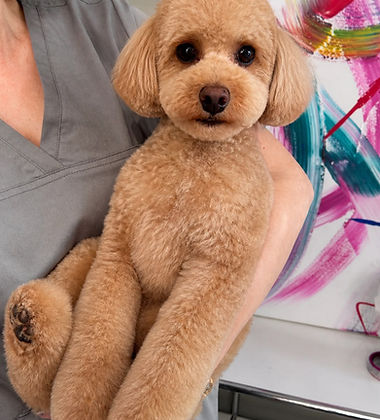 Toy Pudel mit Tanja nach der Pflege bei City Groomer, Hundefriseur für Panketal