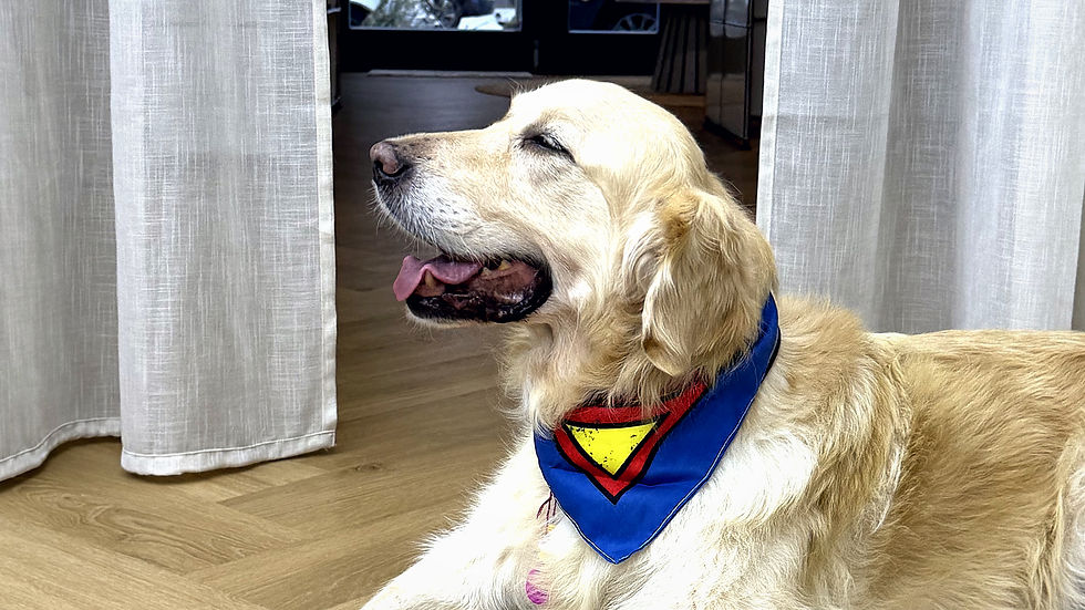 Unser Salonhund im Hundesalon City Groomer