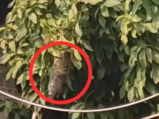 Porco espinho aparece em escola pública de Itaituba, no Pá