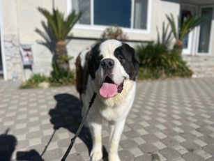 Genie | Saint Bernard | Redondo Beach, CA | In-Training