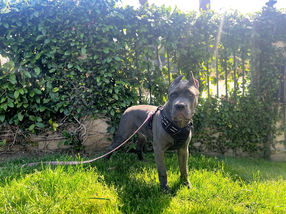 Maximus Cane Corso Los Angeles, CA InTraining