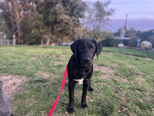 Murphy | Labrador Retriever | Los Angeles, CA | In-Training