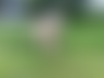 Scout | Cockapoo | Newport Beach, CA | In-Training